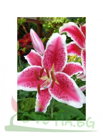 Лилиум" Lilium Star Gazer"LL6